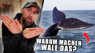 Was ist der Grund für dieses Verhalten Whale Tail Sailing erklärt  Robert Marc Lehmann [upl. by Broddy578]