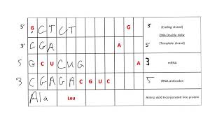 Nucleotide relationship [upl. by Alitta]