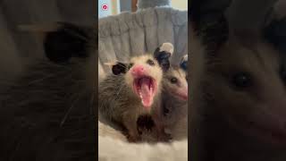 Angry opossum [upl. by Seem]