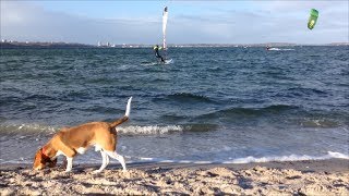 Beagle Barnie  Surfin in Laboe [upl. by Elbertina]