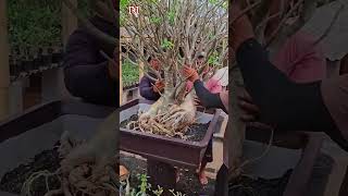 Proses penanaman adenium arabicum Big size bonsai gardening [upl. by Douglass]