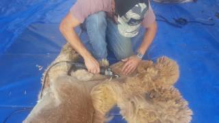 Alpaca shearing at Pacabella [upl. by Brannon]