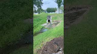 Freedom the Parrot Chimes in on Dangerous Storm amp Large French Drain Flows Across Grass on Lockwood [upl. by Liddy]