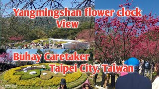 Yangmingshan flowers clock  Beautiful Cherry Blossoms  Taipei City Taiwan  Buhay Caretaker [upl. by Leavelle]