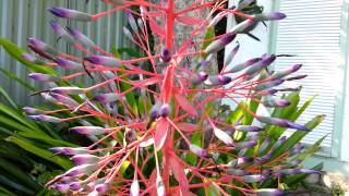 Bromeliad  Portea petropolitana  Top 10 Bromeliads HD 07 [upl. by Naggem]