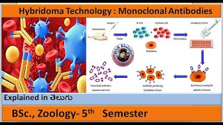 Hybridoma Technology  Monoclonal Antibodies1  BSc Zoology  HSR Bioinfo [upl. by Ykcim]