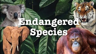 How do we list Endangered Species [upl. by Alarick]