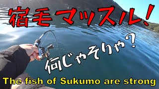 【ダンゴ釣り】宿毛の魚は本気マッスル？！もう笑うしかないW 釣行2日後から全身筋肉痛だぜW [upl. by Anifares]