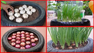 FULLTIME Useful Tips Propagating Purple Onions on Balcony for Beginners [upl. by Eah913]