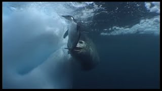 Leopard Seals Play With A Penguin [upl. by Rebhun]