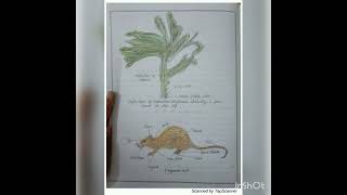 Adaptations of Plants amp Animals to Xerophytic Conditions Class 12 Spotting [upl. by Ayotnom]