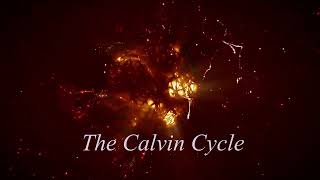 The Calvin Cycle  Photosynthesis  Concepts of Biology 53 English Reading Only [upl. by Ayortal]