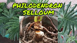 HOW TO PROPAGATE PHILODENDRON SELLOUM  Step By Step  Fel Pacs [upl. by Sunshine]