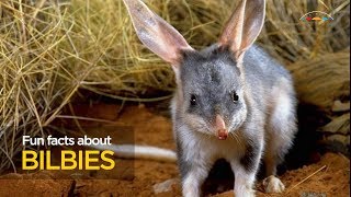 Fun facts about bilbies [upl. by Demy]