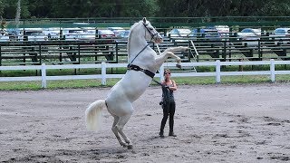 Dressage Horse Dancing [upl. by Niwroc]