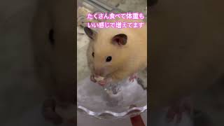 ラテ様がお家にに来てもうすぐ１ヶ月です。私達にも馴れていっぱい食べて元気に走ってます♥️ハムスター ハムスターのいる生活 ハムスター好きと繋がりたい [upl. by Viki]