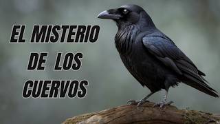 CUERVOS Aves de Respeto y MISTERIOS [upl. by Ierdna]