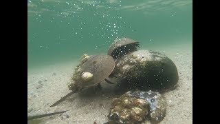 Horseshoe Crab Mating Season [upl. by Mccord995]