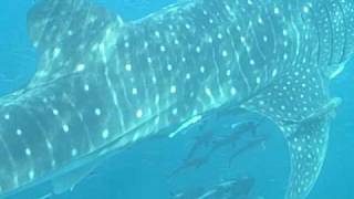 Whale Sharks in Grayton Beach [upl. by Etneciv]