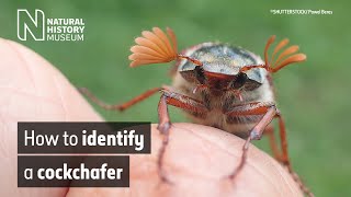 How to identify a cockchafer May bug  Natural History Museum [upl. by Rainah471]