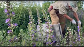 How to Grow and Harvest Hyssop with Michael Pilarski quotSkeeterquot [upl. by Rukna]