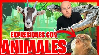 🐮 APRENDE estas 12 EXPRESIONES en Español con ANIMALES 🐠 GRACIOSAS 🙈 [upl. by Aisatsan926]