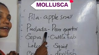 Mollusca in plus one zoology chapter2 Animal kingdomexam students zoology plustwoscience [upl. by Airyt]