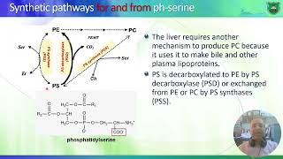 Metabolism of glycerophospholipids 2023 2024 [upl. by Augustin666]