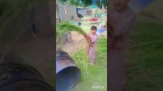 Rice Crop Weeding Techniques Ch muneeb [upl. by Ramoh]