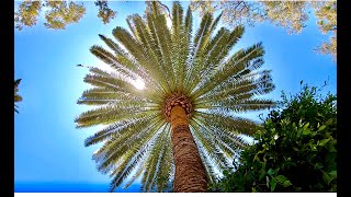 Poda de Phoenix canariensis [upl. by Harima]