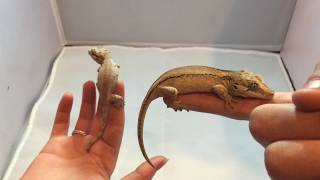 Gecko Morphs  Hybrid Gargoyle Gecko [upl. by Wyne]