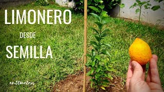 Cómo cultivar un LIMONERO desde SEMILLA proceso completo 🍋  en20metros [upl. by Denae612]