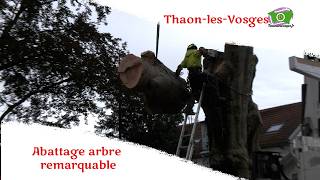 Labattage du Hêtre remarquable de ThaonlesVosges [upl. by Ahsein212]