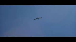 JONATHAN LIVINGSTON LE GOELAND  Ptit BonheurFeelGood Movie® [upl. by Hoffer]