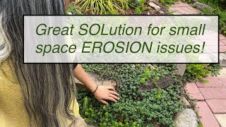 HOW I Use Ground Cover SEDUMS to Help PREVENT EROSION [upl. by Plank861]