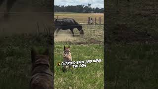 The Barnyard Bully Got an Unexpected Lesson 🐓👊 shorts shortsvideo [upl. by Neehar]