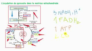 SVT2BAC  Formation d’acétyle coenzyme A et Cycle de Krebs  A دورة كريبس و الأيتيل كوأنزيم [upl. by Llertnod]