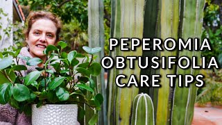 PEPEROMIA OBTUSIFOLIA CARE THE EASY BABY RUBBER PLANTJoyUsGarden [upl. by Cristiona]