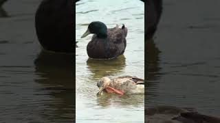 Domestic Cayuga Ducks at Lake Murray [upl. by Ernest327]