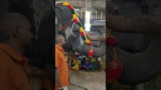 Srirangam temple elephant plays mouth organ [upl. by Tiduj866]