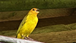 Canto Para Esquentar o Canário da Terra  Gravado ao Vivo na Natureza ✔ [upl. by Eneleahs]