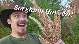 Sorghum How to harvest and process from seed to flour [upl. by Anialeh]