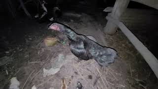 Hens protect their young at night chick animals ducks babyanimal rooster hen [upl. by Enneiluj]