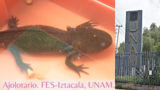 Ajolotario  FES Iztacala UNAM [upl. by Assilym681]