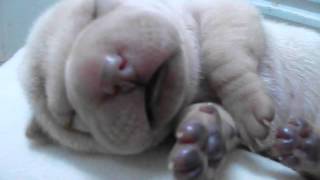 Filhote de Sharpei com 5 dias dormindo e sonhando Cherry EJ Terani [upl. by Redliw]