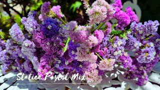 Limonium Sinuatum Statice Flowers Perfect for flower vase amp DIY projects [upl. by Irap]