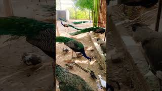 Bird farm  peacock  birds farming india pakistan [upl. by Neeroc]