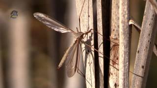 TIPULE  Tipula oleracea  Zone Humide  BRUITX [upl. by Oiciruam]