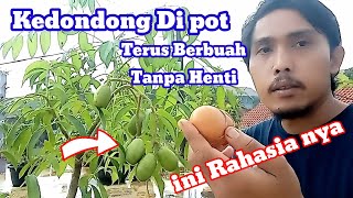 Cara Menanam Kedondong Di Pot Agar Rajin Berbuah Terus Menerus  kebun langit [upl. by Hahcim]