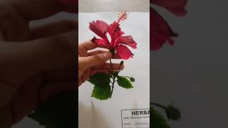 How to make Hibiscus Herbarium Sheet 🌺 JASUD malvaceae rosa sciences diy shorts [upl. by Ajani]